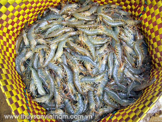 Đến cuối tháng 11/2016, Sóc Trăng thu hoạch trên 121.000 tấn tôm Ảnh: Máy Cày