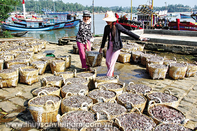 Nguồn lợi cá cơm ngày càng suy giảm