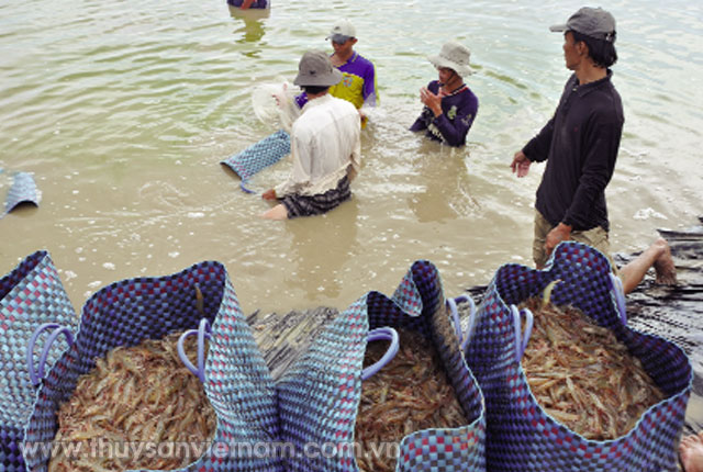 Thu hoạch tôm siêu thâm canh tại Cà Mau   Ảnh: DL