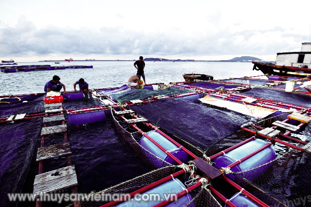 Nuôi cá bớp ở xã Bình Đông, huyện Bình Sơn, Quảng Ngãi   Ảnh: Đăng Lâm