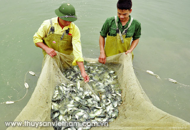 Nuôi thủy sản là thế mạnh của Quảng Ninh Ảnh: Q.M Nuôi thủy sản là thế mạnh của Quảng Ninh Ảnh: Q.M