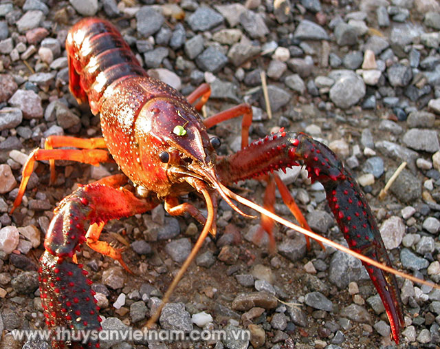 Tôm hùm đỏ sinh vật ngoại lai, nằm trong danh sách cấm nhập khẩu của Tổng cục Thủy sản Tôm hùm đỏ sinh vật ngoại lai, nằm trong danh sách cấm nhập khẩu của Tổng cục Thủy sản