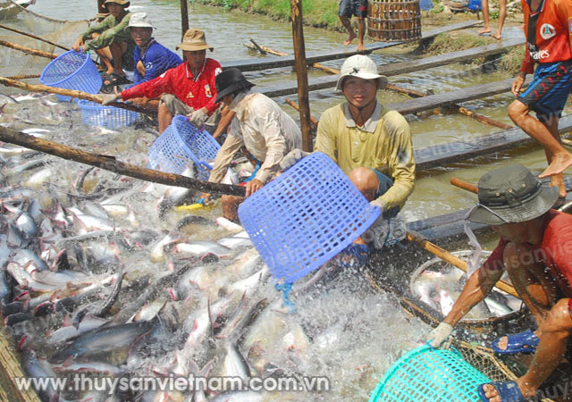 Giải pháp phát triển chuỗi giá trị cá tra tại Việt Nam