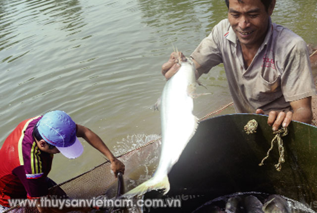 Nghề nuôi cá bông lau ở Cù Lao Dung