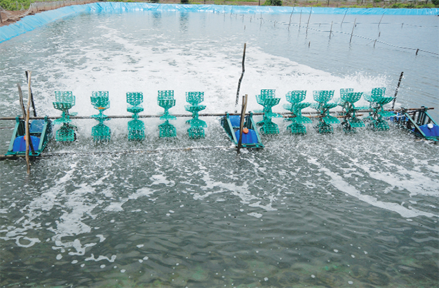 Màu nước ao nuôi: Nhân tố tác động và giải pháp – Tạp chí Thủy sản Việt Nam