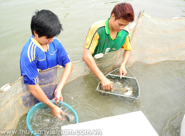 phát triển thủy sản bắc ninh