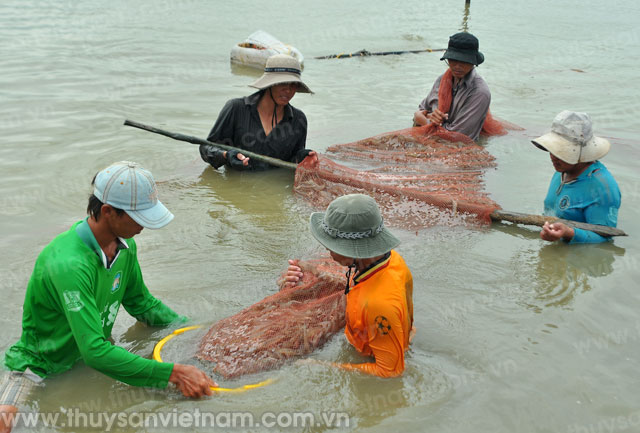 nuôi tôm công nghiệp cà mau nuôi tôm công nghiệp cà mau