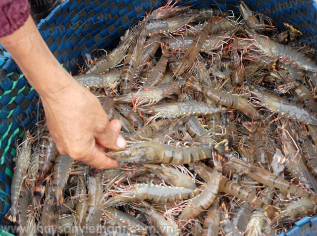 thu hoạch thủy sản duyên hải trà vinh