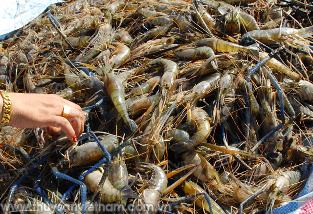 nuôi tôm càng xanh nuôi tôm càng xanh