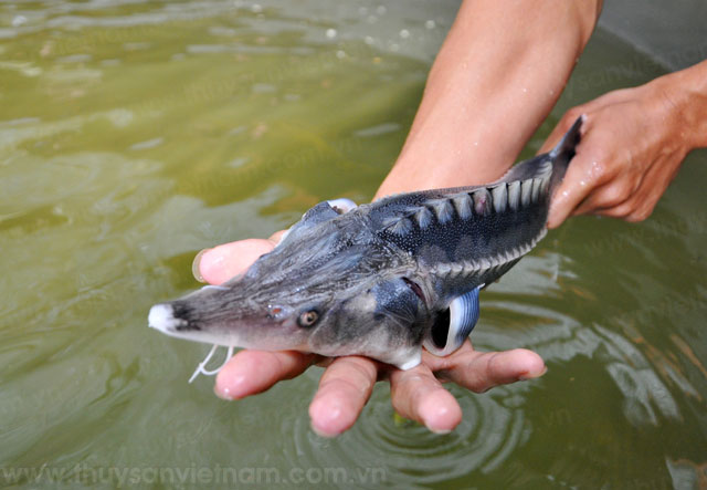 hướng đi mới từ nuôi cá tầm trong lồng