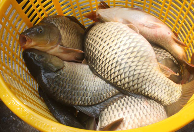 cá chép giòn cá chép giòn