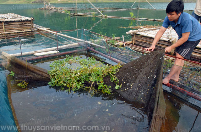 nuôi cá lồng ở hòa bình