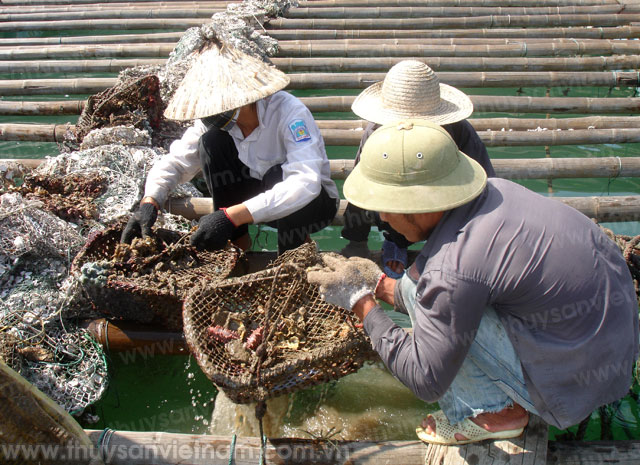giàn bè nuôi nhuyễn thể