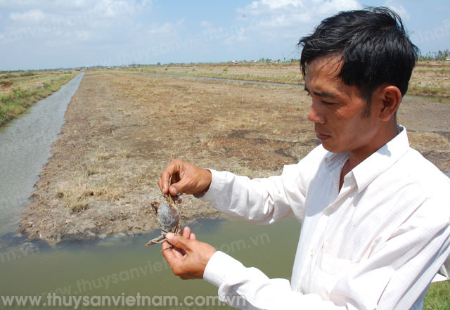 thủy sản bị thiệt hại