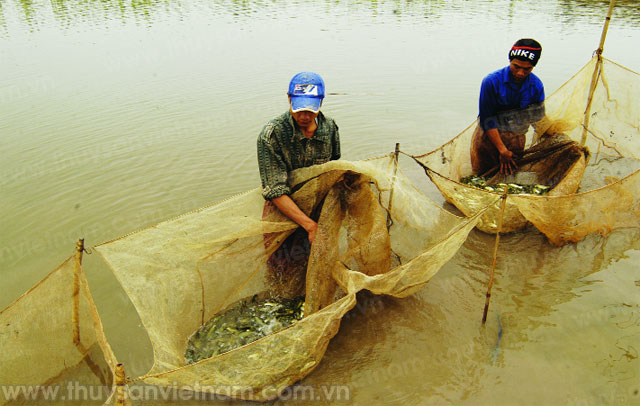 Giá trị kinh tế cao từ mô hình nuôi ghép cá trắm cỏ ở Hưng Yên  Kinh  nghiệm làm ăn  Báo ảnh Dân tộc và Miền núi