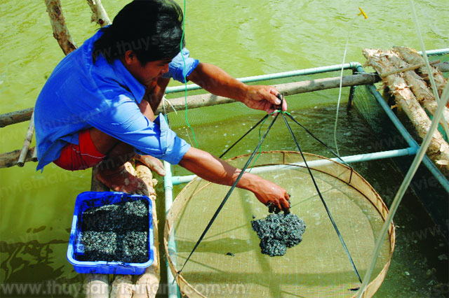 Chế biến sử dụng thức ăn cho cá – Tạp chí Thủy sản Việt Nam