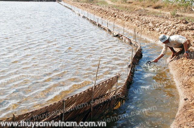 Bạc Liêu Nuôi Artemia  mô hình giúp nông dân nâng cao thu nhập  Ảnh thời  sự trong nước  Kinh tế  Thông tấn xã Việt Nam TTXVN