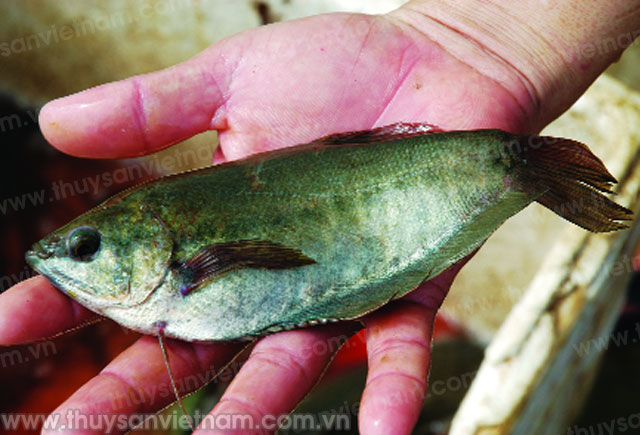 Cập nhật 59 về mô hình nuôi cá sặc rằn hay nhất  Tin học Đông Hòa