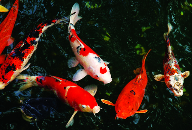 Quy trình sinh sản cá chép Koi – Tạp chí Thủy sản Việt Nam