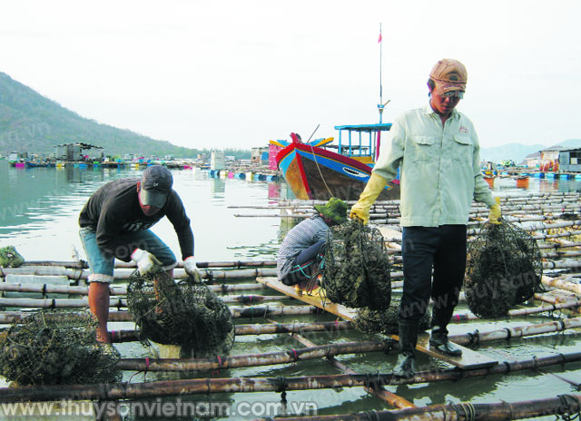 Tuấn khá nuôi trai