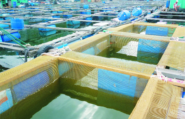 Triển vọng mô hình nuôi cá bằng bè trên biển Lý Sơn