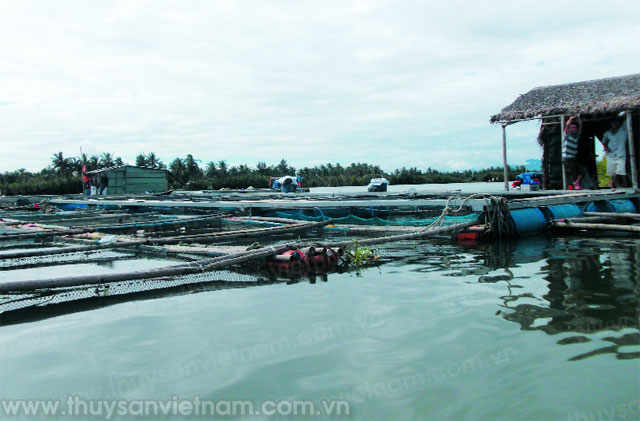 nuôi cá lồng bè cửa biển quảng nam nuôi cá lồng bè cửa biển quảng nam