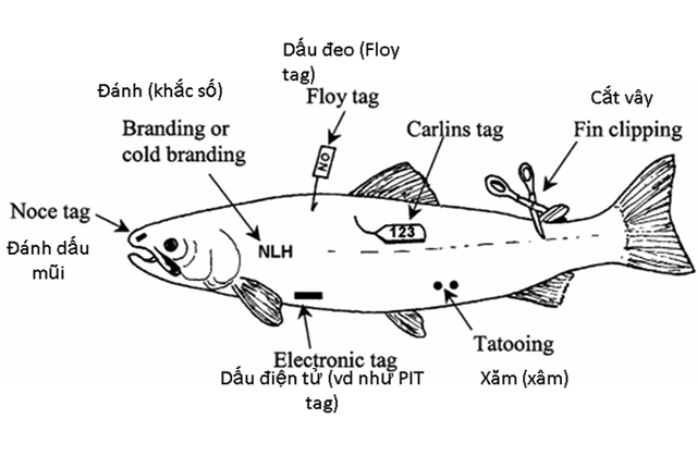 phương pháp đánh dấu trong chọn lọc giống thủy sản