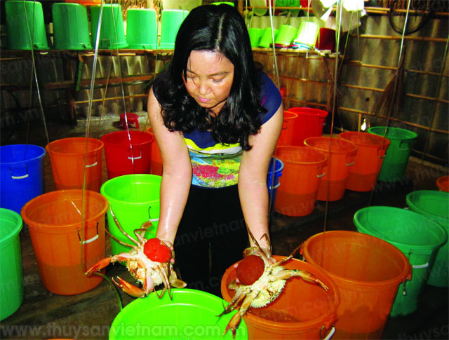 hiệu quả nuôi cua thương phẩm