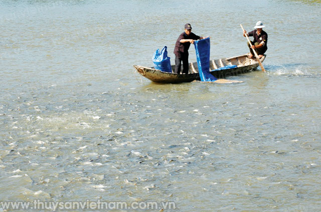 diện tích nuôi cá tra giảm lớn do hạn và mặn diện tích nuôi cá tra giảm lớn do hạn và mặn