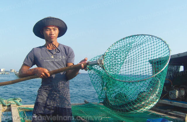 thu bạc triệu từ nuôi cá bớp trên biển