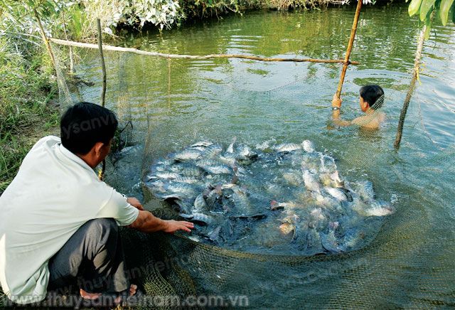 nuôi rô phi đơn tính trong ao tôm nuôi rô phi đơn tính trong ao tôm