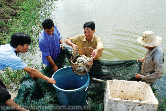 nuôi cá chình thương phẩm lợi nhuận cao