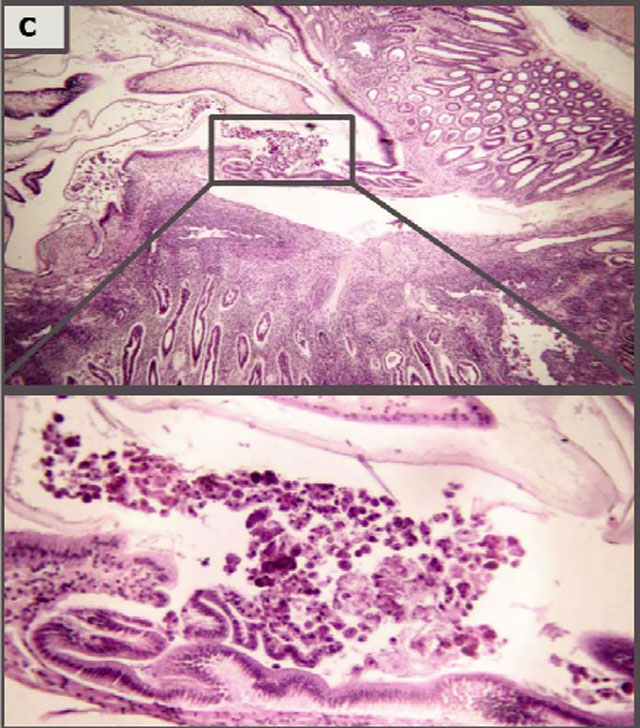 Hình 4C: Nghiệm thức đối chứng dương (mẫu mô gan tụy tôm thu sau khi gây cảm nhiễm tôm 10 ngày): Mức độ nhiễm nặng hơn, ống gan tụy bị vỡ, các tế bào lan ra tới dạ dày tôm kết hợp với việc mất nhiều tế bào quan trọng của gan tụy như tế bào B, F và R