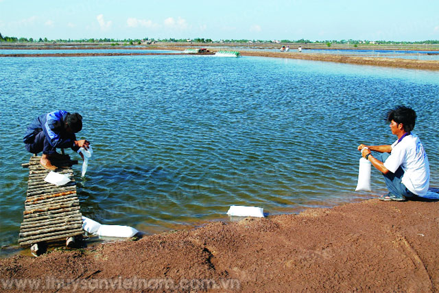 kiểm soát chất lượng tôm giống kiểm soát chất lượng tôm giống
