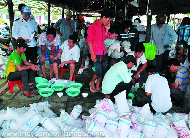 kiểm dịch tôm giống