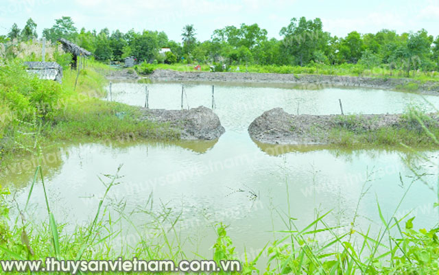 ao tôm hoang tàn