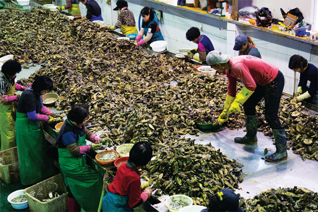 Công nhân tách vỏ hàu tại Nhà máy Thủy sản Namyeong