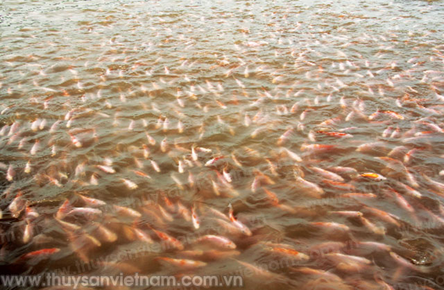 nuôi cá điêu hồng trên sông kinh thầy