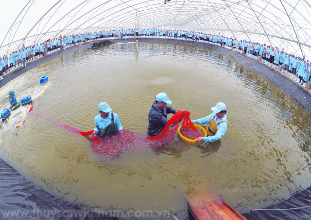 nuôi tôm siêu thâm canh trong nhà kính tập đoàn việt úc