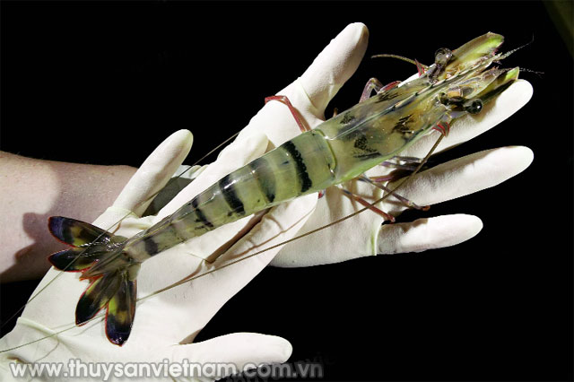 Tôm sú bố mẹ