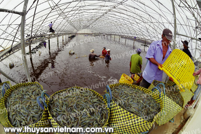 Thu hoạch tôm nuôi công nghệ cao tại Bạc Liêu