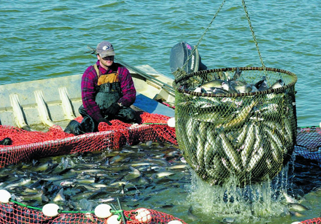 nhiều quốc gia hoạch định chiến lược phát triển cá tra