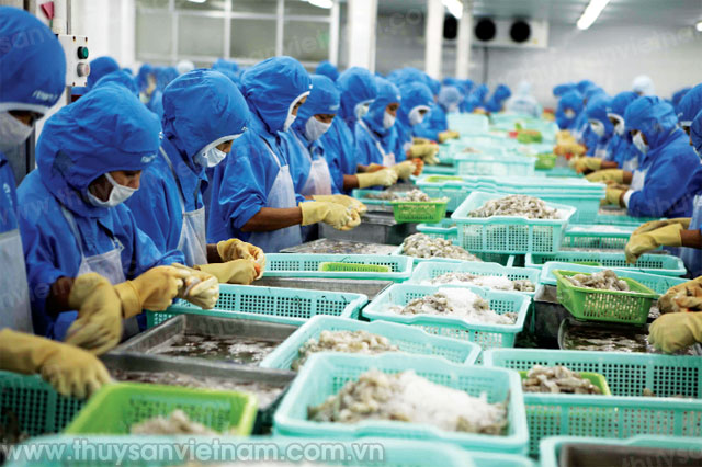 Việt Nam có tiềm năng trở thành quốc gia hàng đầu trong xuất khẩu tôm