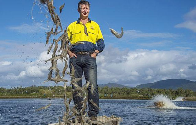 Australia Seafarms đầu tư trại nuôi tôm