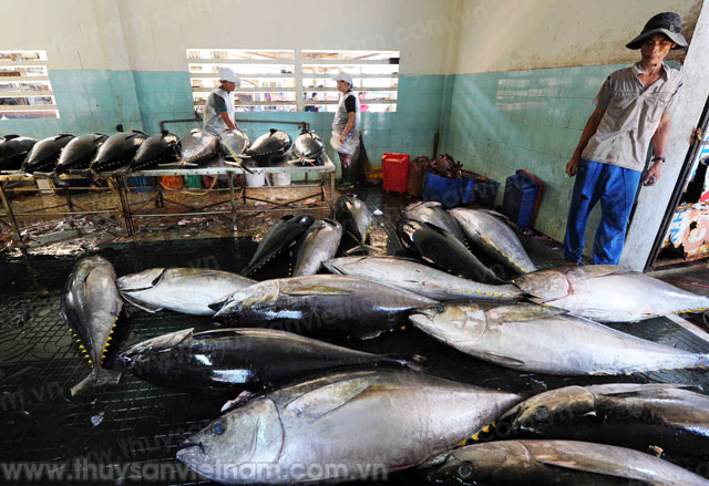 mỹ kiểm tra các lô hàng cá ngừ việt nam