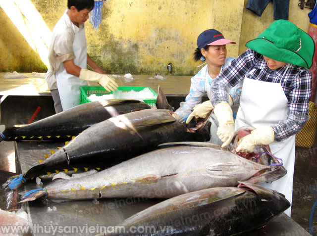 kim ngạch xuất khẩu cá ngừ
