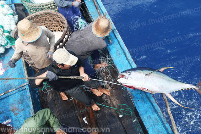 Chuyển Giao Công Nghệ Câu Cá Ngừ Đại Dương Cho Ngư Dân – Tạp Chí Thủy Sản  Việt Nam