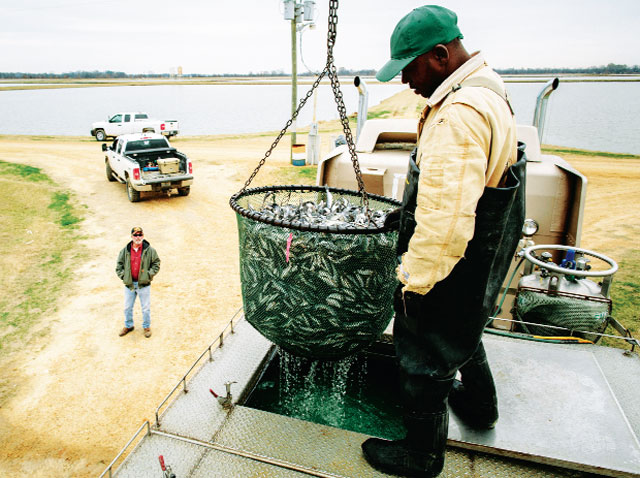 sự phi lý của thuế bán phá giá cá tra việt nam tại mỹ