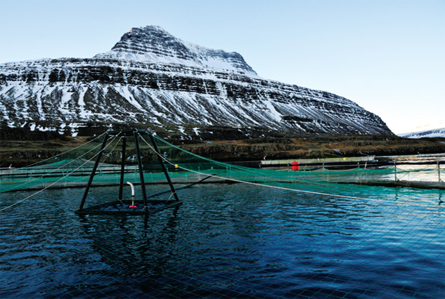 trại cá hồi xanh iceland