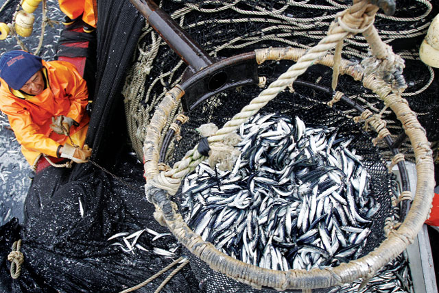 cá cơm nguyên liệu chế biến bột cá peru